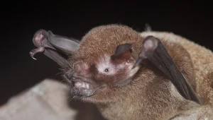 Naukowcy odkryli nowy gatunek koronawirusa. Mają go nietoperze