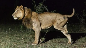 Wielki wyczyn lwa z Ugandy. Aż dziw, że był zdolny do takich rzeczy