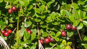 Owoce żurawiny mają właściwości wspierające układ moczowy, działają ochronnie układ sercowo-naczyniowy.