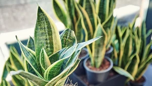 Wężownica nie ma wielu wymagań, ale wzmocnisz ją, dodając do doniczki ten naturalny składnik.