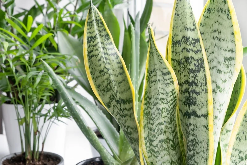 Język teściowej to piękna i niewymagająca roślina, która rzadko choruje.