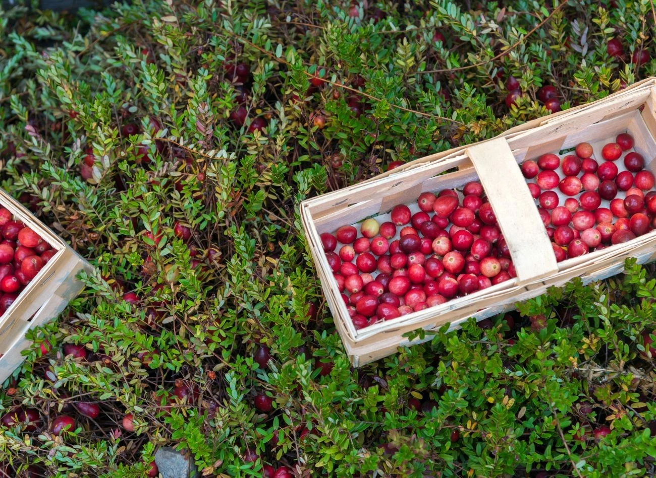 Niedojrzałe jagody mają białawy lub bladoróżowy kolor i są zbyt cierpkie. Po pierwszych przymrozkach owoce zyskują słodszy smak.