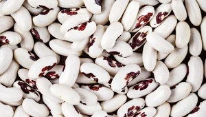 W zaborze rosyjskim uprawa fasoli z orzełkiem była zakazana, a gospodarze po kryjomu sadzili ją między ziemniakami. For. alexshyripa