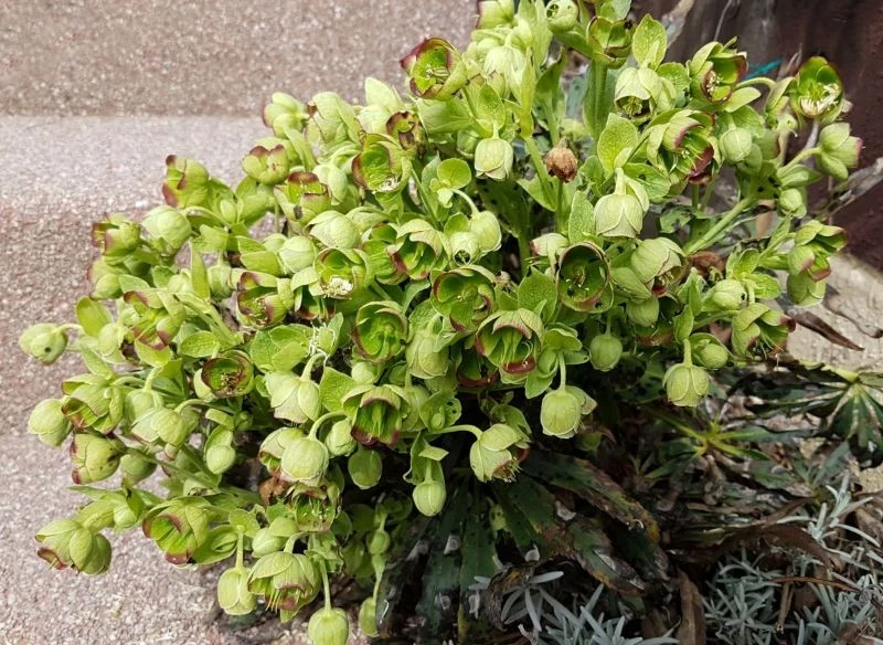 Ciemiernik cuchnący wcale nie pachnie tak nieprzyjemnie, jak wskazuje na to jego nazwa