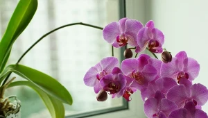 Woda utleniona pomoże uratować chorujące rośliny domowe. Storczyka pobudzi do kwitnienia. Fot. morele/ 123RF.com