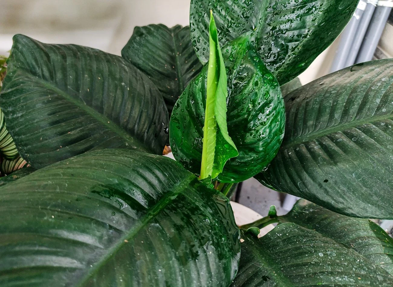 Wodę utlenioną można stosować do wielu roślin doniczkowych