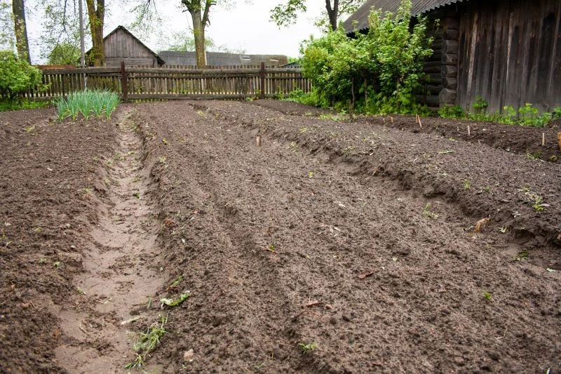 Z nawozu kurzego warto korzystać jesienią podczas przygotowywania grządek w warzywniku na następny sezon