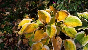 Zwalczaj ślimaki już jesienią, by wiosną nie atakowały twojego ogrodu. Zacznij od znalezienia gniazd.