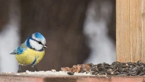 Jak dokarmiać ptak jesienią i zimą, aby im nie zaszkodzić?