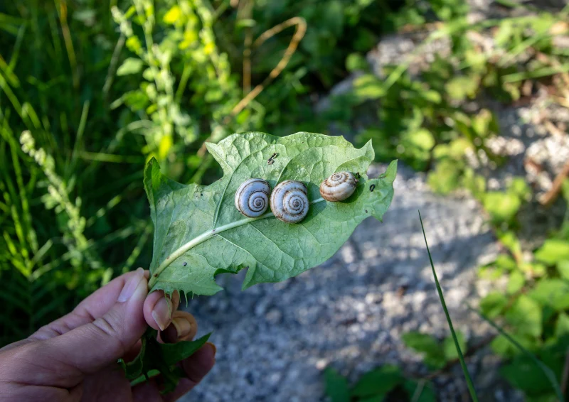 Ślimaki uwielbiają chować się na liściach.