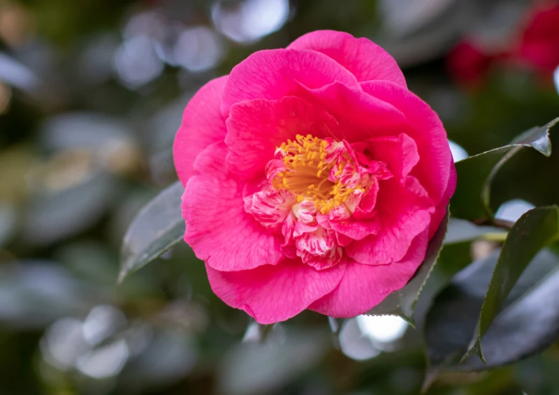 Nie przycinaj kamelii w listopadzie, bo możesz stracić jej piękne kwiaty.