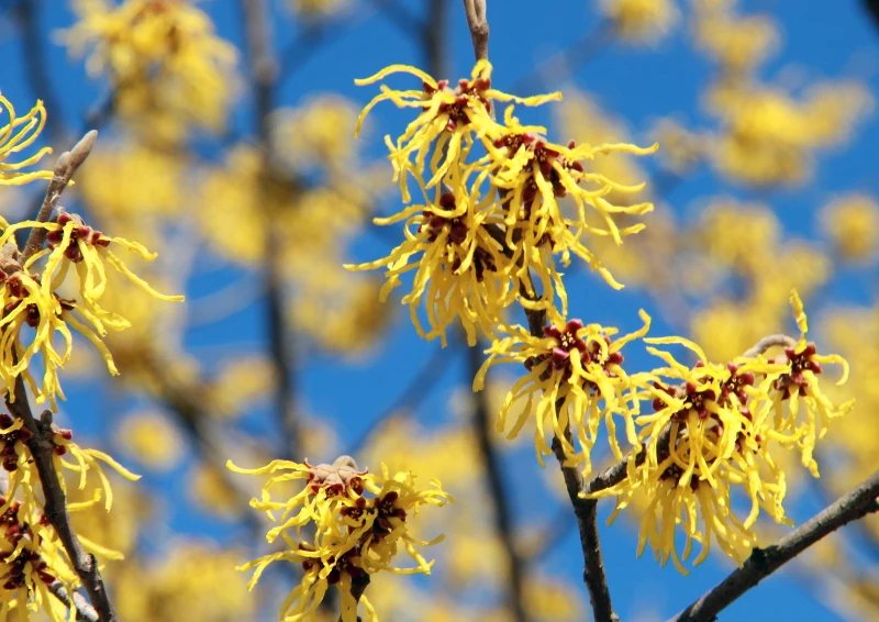 Oczar nie lubi jesiennego przycinania pędów.