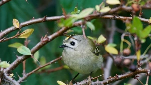 Mysikrólik to jeden z najmniejszych ptaków Polski, waży zaledwie kilka gramów.
