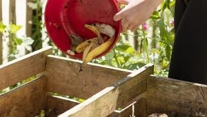 Każdy ogrodnik marzy o tym, by mieć w swoim kompoście dżdżownice. Fot. Meryana Serdynska/Canva Pro