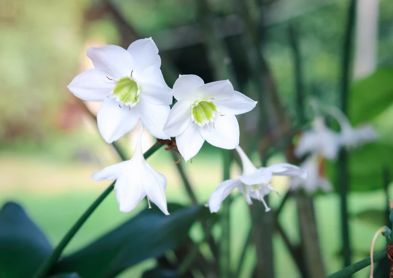 Lilie amazońskie możesz z powodzeniem rozmnażać.