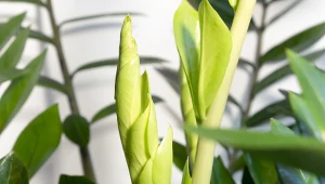 Naturalne nawozy sprawią, że zamiokulkas wypuści nowe pędy liściowe.