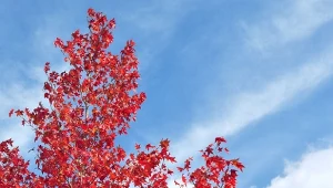 Pięknie pachnie i zdobi jesienny ogród. To wszystko bez nawożenia i cięcia