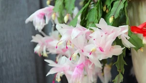 Jak przesadzać grudnika, żeby długo kwitł?