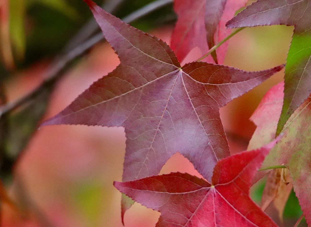 Ambrowiec nie potrzebuje nawożenia do pięknego wybarwienia liści