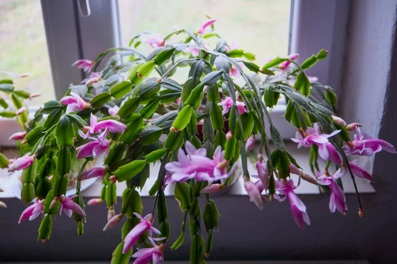 Starsze grudniki trzeba przesadzać co 3-4 lata, by utrzymały zdrowie i obficie kwitły