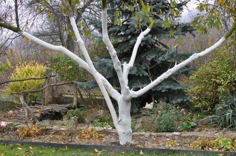 Po co bielić drzewa owocowe