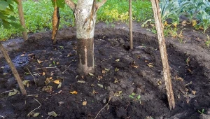 Zamiast wyrzucać, rozsyp teraz wokół drzew owocowych. Dobrze zatrzyma wodę