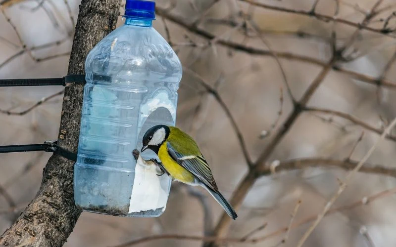Dokarmianie ptaków przynosi korzyść dla ogrodu