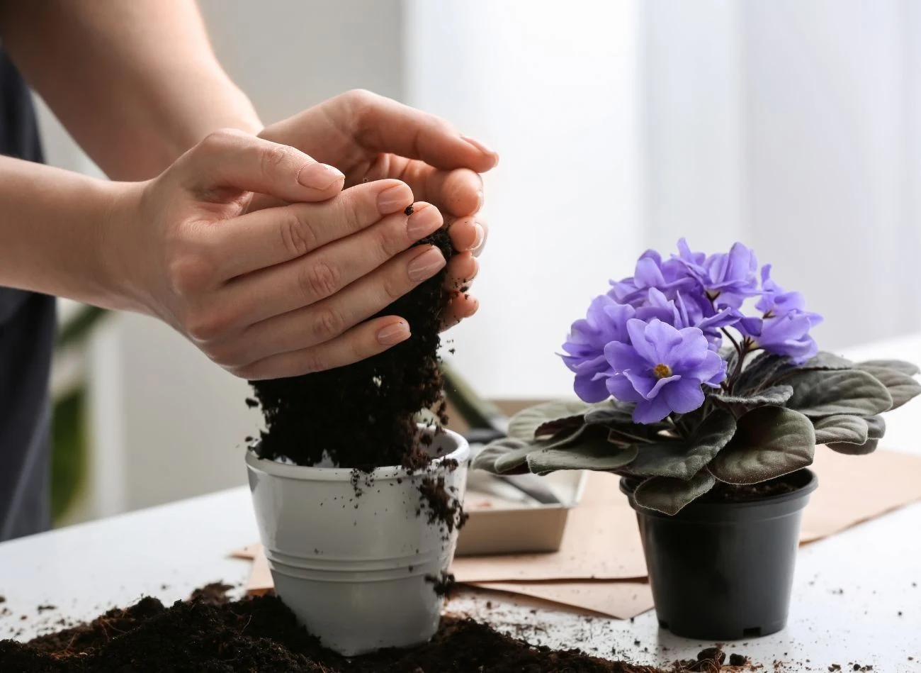 Stara ziemia a doniczek, po odkażeniu, może być ponownie wykorzystana do sadzenia roślin domowych.