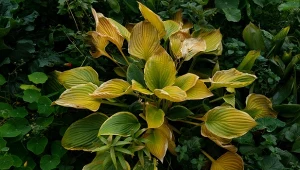 Byliny o miękkich łodygach, m.in. funkie, trzeba w listopadzie przyciąć.