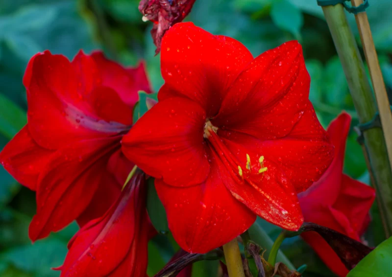 Amarylis jest kojarzony głównie z pięknymi, czerwonymi kwiatami.