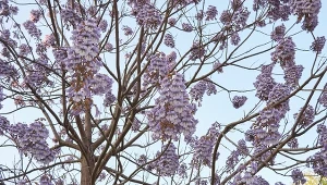 Obłędnie kwitnie, ale lepiej nie sadź w ogrodzie. Świat zakazuje uprawy