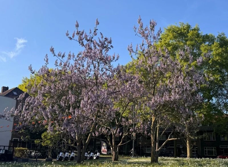 Paulownia omszona nazywana jest również cesarskim drzewkiem