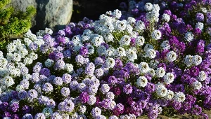 Smagliczka nadmorska to niejedyny gatunek kwiatów, który można siać przed zimą wprost do gruntu.