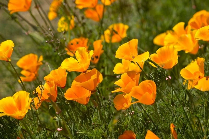 Jakie kwiaty siać w ogrodzie przed zimą