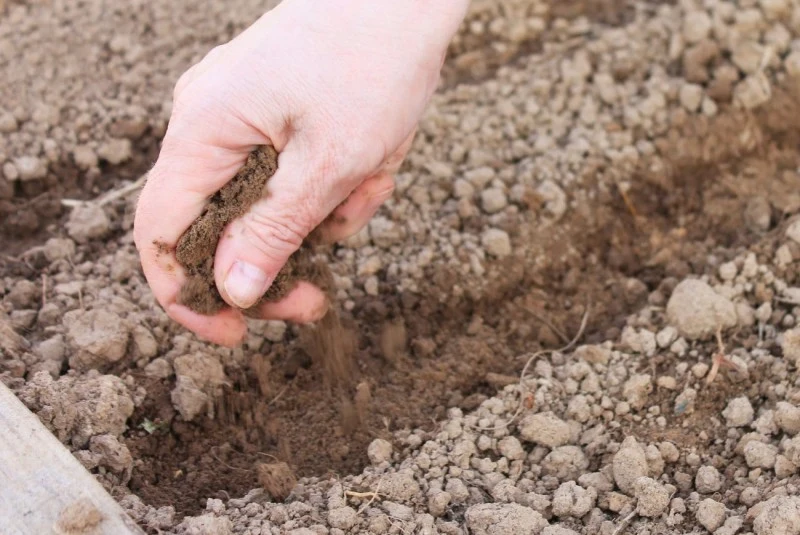 Na gliniastych i ciężkich glebach, które wymagają wapnowania, zaleca się stosowanie form tlenkowych wapnia.