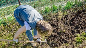 Podpowiadamy, co wrzucić pod korzeń podczas sadzenia czarnej porzeczki.