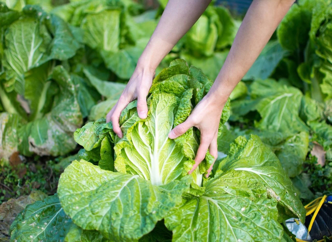 Najlepiej ścinać kapustę razem z kilkoma liśćmi ochronnymi, przycinając głąb tuż pod nimi.