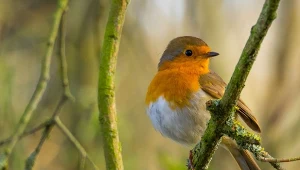 Co wyłożyć w karmniku, aby przyciągnąć rudziki?