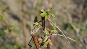 Wsyp do każdego dołka przy sadzeniu malin w listopadzie. Krzewy się przyjmą i bezpiecznie przezimują