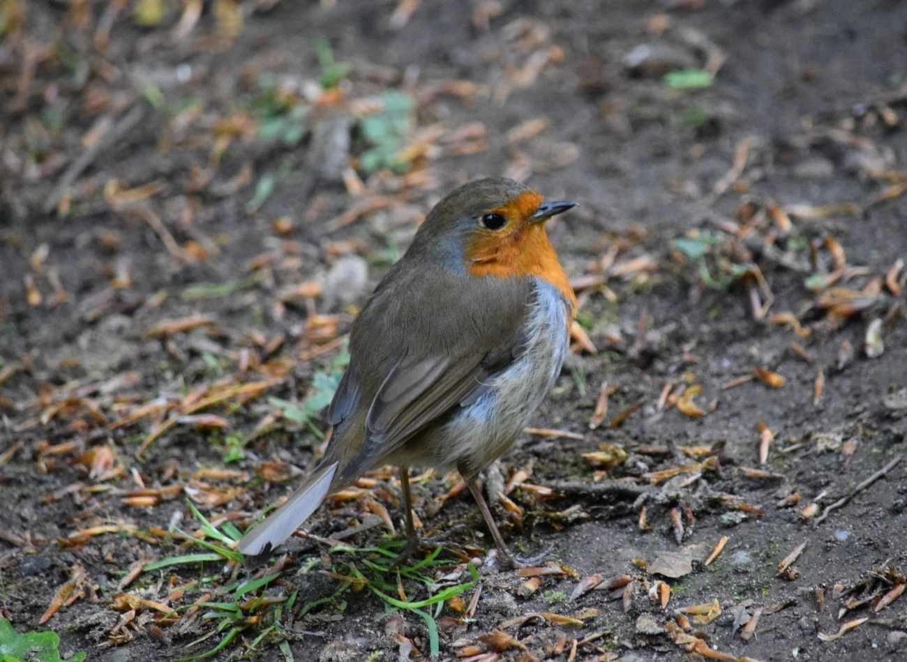 Rudziki żerują głównie na ziemi, przeszukując ściółkę w poszukiwaniu bezkręgowców