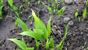 Wysiej w listopadzie, zacznie wschodzić już w marcu. Warto mieć w ogrodzie, bo ma dużo właściwości leczniczych