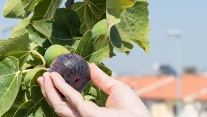 Co zrobić z figowcem zimą, by przetrwał mrozy i dalej owocował w sezonie?