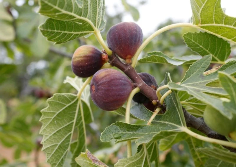 Zabezpieczenie figowca na zimę to gwarancja pięknych owoców w kolejnym roku.