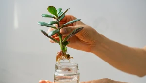 Najmocniejszy naturalny aktywator korzeni. Działa na każdą roślinę