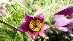 Listopad to wciąż dobry czas na sadzenie niektórych bylin, np. sasanki.