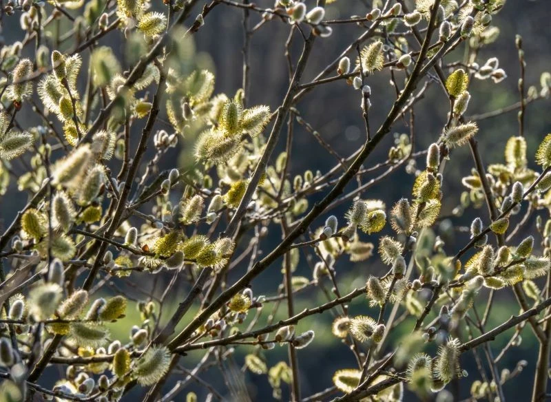 Wierzba zawiera hormony roślinne, dzięki czemu jest znakomitym ukorzeniaczem.
