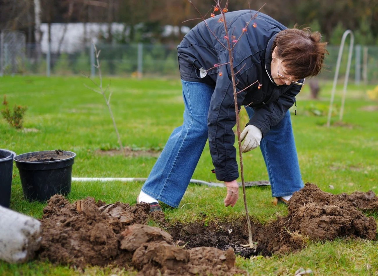 Po posadzeniu dobrze jest wyściółkować podłoże wokół sadzonek, można wykorzystać do tego np