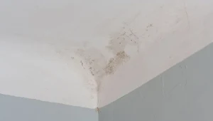 Ściany i sufity w domu mogą być atakowane przez grzyby tworzące twarde i mocne struktury, które głęboko wnikają w warstwy ściany.