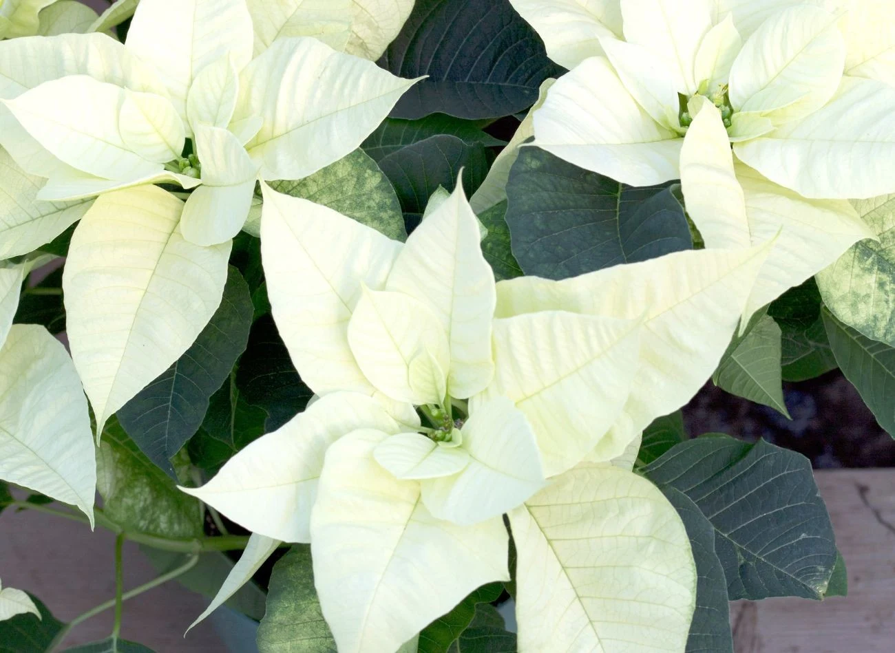 Poinsecja może mieć także biały kolor dekoracyjnych przylistków