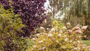 Owczą wełnę można wykorzystać w ogrodzie na kilka sposobów, m.in. do nawożenia i ściółkowania.